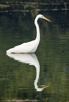 Great Egret / Great White Egret fishing
