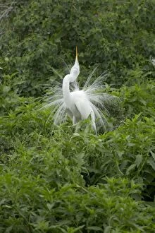 Images Dated 12th April 2012: Great White Egret - male displaying