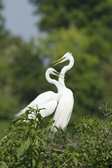 Images Dated 12th April 2012: Great White Egret - pair greeting each other on nest site