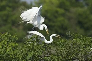 Images Dated 12th April 2012: Great White Egret - pair mating