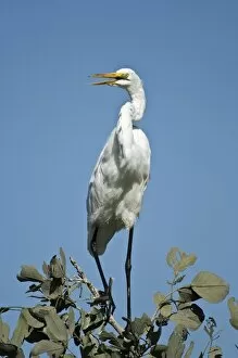 Great / White Egret - Perched on tree with bill open