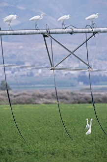 Images Dated 21st June 2005: Great White Egret - resting on irrigation machine