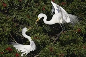 Albus Gallery: Great White Egret - stick pass