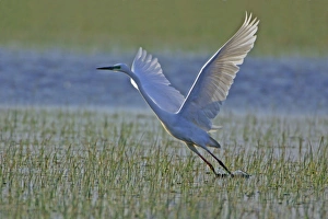 Great White / Great EGRET - in flight, about to land