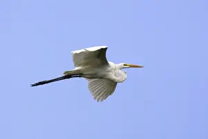 Great White Egret. Venezuela