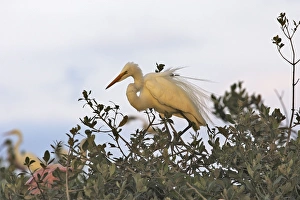 Images Dated 5th February 2005: Great White Egret. Venezuela