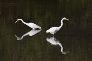 Albus Gallery: Great White Egrets - fishing - Ding Darling