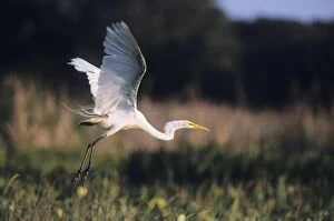 Images Dated 10th November 2005: Great White Heron - in flight