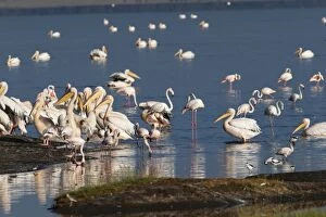 Great White Pelican - feeding with Greater Flamingo