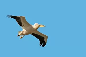 Great White pelican - in flight