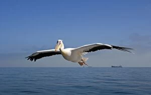 Boat Collection: Great White Pelican - In flight over the Atlantic - Commercial ships on the horizon - Atlantic