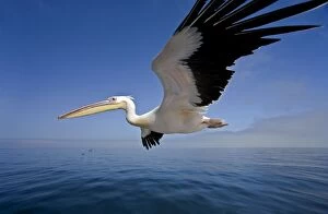 Great White Pelican - In flight over the Atlantic