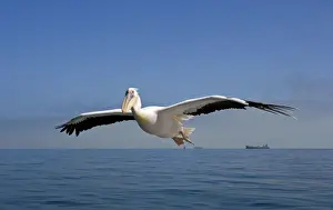 Boats Prints: Great White Pelican - In flight over the Atlantic - Commercial ships on the horizon - Atlantic Ocean - Walvis Bay