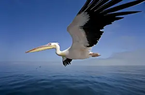 Oceans Prints: Great White Pelican - In flight over the Atlantic - extreme wide angle view - with cormorants on the horizon - Atlantic