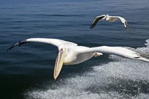 Great White Pelican - In flight over the Atlantic - following the wake of a boat - Atlantic Ocean - Walvis Bay - West Coast - Namibia - Africa
