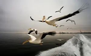 Great White Pelican - In flight over the Atlantic - Following the wake of a boat - misty morning - Atlantic Ocean - Walvis Bay - West Coast - Namibia - Africa