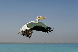 Images Dated 11th April 2010: Great White Pelican - in flight - Atlantic Ocean - Namibia - Africa