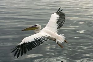 Great White Pelican - In flight over the Atlantic Ocean near Walvis Bay