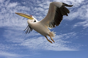 Images Dated 20th March 2006: Great White Pelican - In flight over the Atlantic Ocean near Walvis Bay Namibia. Africa