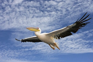 Images Dated 20th March 2006: Great White Pelican - In flight over the Atlantic Ocean near Walvis Bay Namibia. Africa