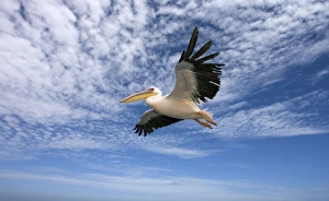 Images Dated 20th March 2006: Great White Pelican - In flight over the Atlantic Ocean near Walvis Bay Namibia. Africa
