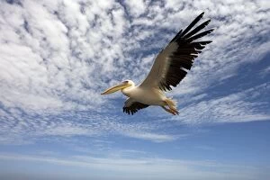 Images Dated 20th March 2006: Great White Pelican - In flight over the Atlantic Ocean near Walvis Bay Namibia. Africa