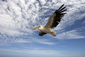 Images Dated 20th March 2006: Great White Pelican - In flight over the Atlantic Ocean near Walvis Bay Namibia. Africa