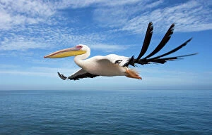 Stand Out Collection: Great White Pelican - In flight over the Atlantic Ocean near Walvis Bay Namibia. Africa