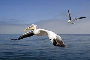 Images Dated 28th September 2008: Great White Pelican - In flight over the Atlantic shadowed by a Cape Kelp Gull