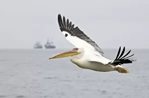 Great White Pelican - In flight with Fishing Trawler on the Horizon