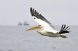 Trawlers Prints: Great White Pelican - In flight with Fishing Trawler on the Horizon Walvis Bay-Namibia-Africa