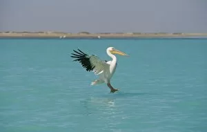 Images Dated 11th April 2010: Great White Pelican - in flight landing on water - beach and desert shrub visible in