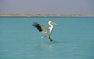 Altantic Ocean Prints: Great White Pelican - in flight landing on water - beach