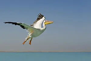 Great White Pelican - in flight over the ocean - Atlantic Ocean - Namibia - Africa