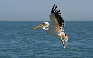 Oceans Prints: Great White Pelican - in flight over the ocean - Atlantic Ocean - Namibia - Africa