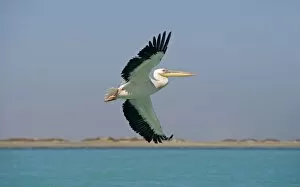 Images Dated 11th April 2010: Great White Pelican - in flight over the ocean - with the beach in the background - Atlantic Ocean