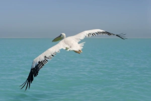 Images Dated 11th April 2010: Great White Pelican - in flight over the ocean - wings are spread to their full extent - Atlantic