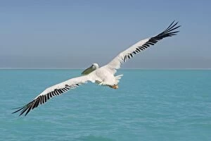 Images Dated 11th April 2010: Great White Pelican - in flight over the ocean - wings are spread to their full extent - Atlantic