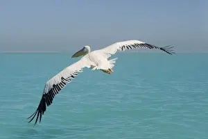 Great White Pelican - in flight over the ocean - wings are spread to their full extent - Atlantic Ocean - Namibia - Africa