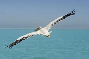great-white-pelican-flight-