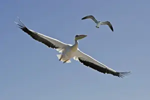 Great White Pelican - In flight seen from below - with a Cape Kelp Gull above the pelican - Atlantic Ocean - Walvis Bay - West Coast - Namibia - Africa