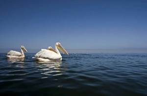 Images Dated 28th September 2008: Great White Pelican - Floating on the Atlantic