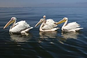 Great White Pelican - Floating on the water