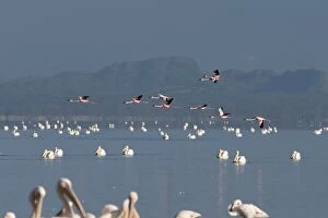 Great White Pelican - with Greater Flamingos (Phoenicopterus