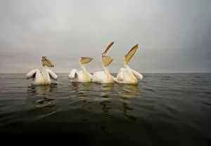 Great White Pelican - Group portrait - taken from water level - misty morning