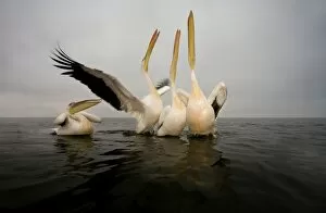 Images Dated 13th October 2008: Great White Pelican - Group portrait - taken from water level - misty morning