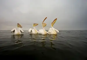 Great White Pelican - Group portrait - taken from water level - misty morning - Atlantic Ocean - Walvis Bay - West Coast - Namibia - Africa