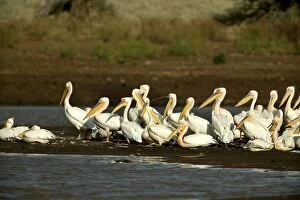 Great White Pelican - group by water