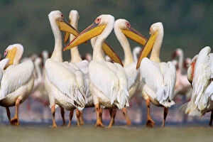 Flocks Collection: Great White Pelican - group in water - Lake Nakuru National Park, Kenya JFL04964