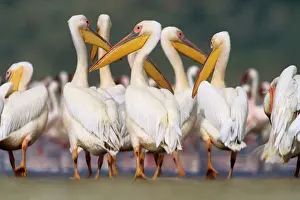 Lakes Prints: Great White Pelican - group in water - Lake Nakuru National Park, Kenya JFL04964